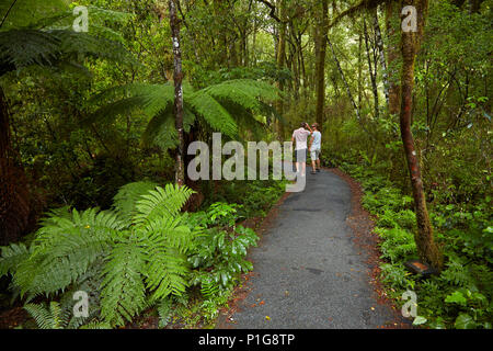 Les touristes sur bush à pied, agréable appartement, Haast Pass, Mt aspirant National Park, côte ouest, île du Sud, Nouvelle-Zélande (Modèle 1992) Banque D'Images