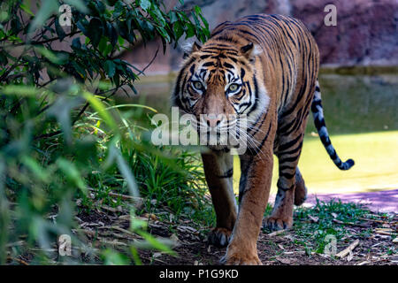 Tigre de Sumatra close up portrait tout en vous regardant sur fond d'herbe Banque D'Images