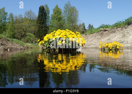 Caltha palustris et Vantaa river. Erkylä, Hausjärvi, Finlande. Banque D'Images