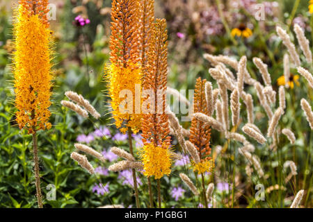 Belle bordure de jardin, queue de boeuf Lilly, Eremurus 'Pinocchio', herbe mélique Melica transsilvanica, herbe ornementale Banque D'Images