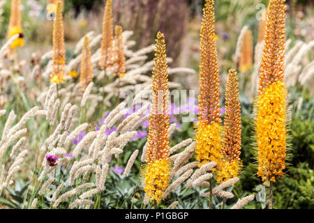 Fleurs de jardin, renards Lilly, Eremurus Pinocchio, herbe mélique Melica transsilvanica, herbes ornementales en pleine floraison Banque D'Images