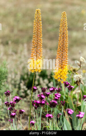 Sétaire verte Lilly , Eremurus Pinocchio, Désert de bougies, de la sétaire verte lilies Banque D'Images