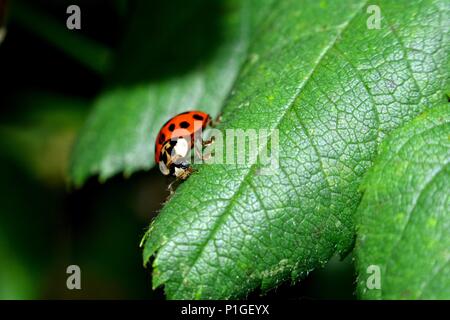 Coccinelle sur feuille verte dans la nature Banque D'Images