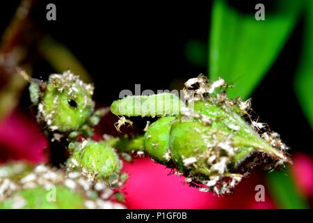 Un puceron vert chenille mange, se repose sur rosebud Banque D'Images