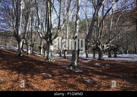 Espagne - PAYS BASQUE - Cantábrica (district) - ALAVA. Murguia ; parc naturel de Gorbeia / Gorbea, hayedo centenario cerca del centro re recepción. Banque D'Images