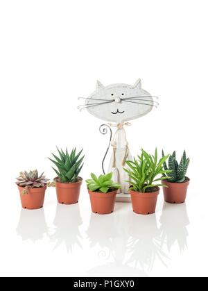 Les plantes succulentes en pot et du chat, sur fond blanc avec la réflexion. Banque D'Images