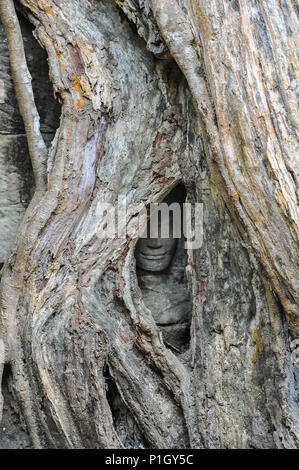 La nature et l'homme. Un visage souriant, englouti par d'énormes strangler fig tree roots, est tout ce qui reste de cette statue de pierre dans Ta Prohm, Angkor Banque D'Images