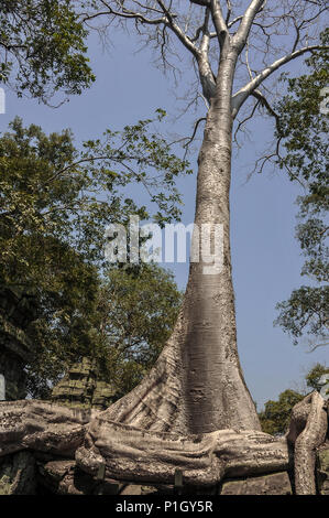 Un grand strangler fig figure parmi les ruines de Ta Prohm temple, complexe d'Angkor Wat, Siem Reap, Cambodge. Arbre majestueux contre un fond de ciel bleu Banque D'Images