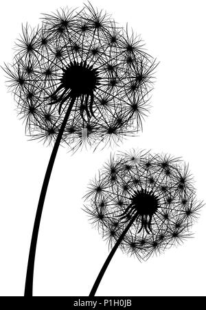 Le pissenlit, plante en fleurs. Silhouette de pissenlit sur fond blanc. Illustration de Vecteur