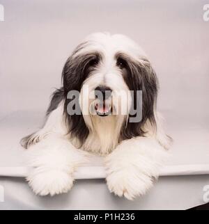 Titre original : THE SHAGGY DOG. Titre en anglais : THE SHAGGY DOG. Directeur de film : BRIAN ROBBINS. Année : 2006. Credit : Disney Enterprises / LEDERER, Joseph / Album Banque D'Images