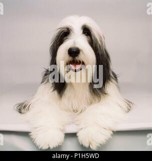 Titre original : THE SHAGGY DOG. Titre en anglais : THE SHAGGY DOG. Directeur de film : BRIAN ROBBINS. Année : 2006. Credit : Disney Enterprises / LEDERER, Joseph / Album Banque D'Images