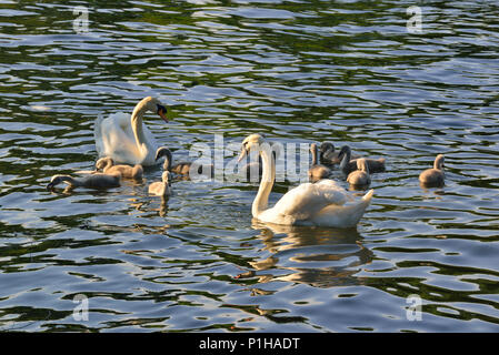 Les cygnes et leurs jeunes cygnes sur la rivière près de Goring Lock on the River Thames, Oxfordshire, Angleterre, Royaume-Uni Banque D'Images