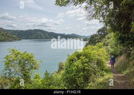 Picton,Île du Sud Nouveau Zealand-December,13,2016 : randonneur randonnée Sentier du littoral donnant sur le Marlborough Sounds et montagnes à Picton, Nouvelle-Zélande Banque D'Images