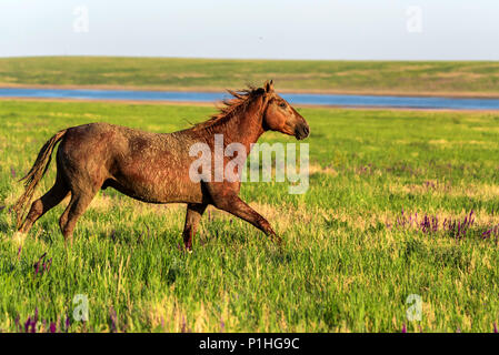 Cheval sauvage s'exécute dans la prairie ensoleillée Banque D'Images