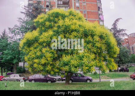 Fleurs jaunes de Kolreuteria paniculata Banque D'Images