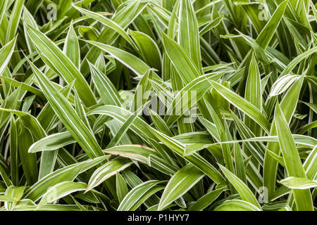 Nouvelles feuilles fraîches Carex siderosticta ' Variegata ' feuilles fraîches, herbe, jardin, couverture, lisière Banque D'Images