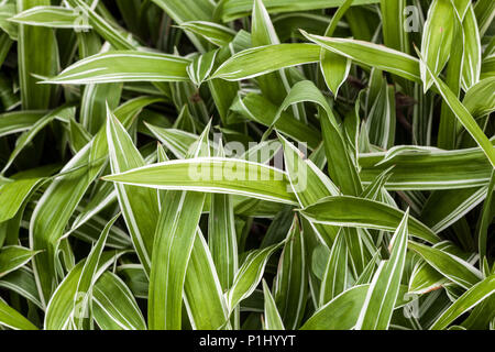 Nouvelles feuilles fraîches Carex siderosticta ' Variegata ' Creeping large-leafed bord Banque D'Images