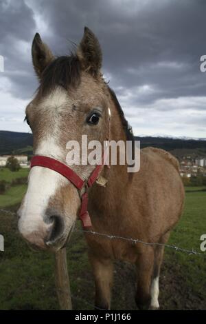 Espagne - PAYS BASQUE - Cantábrica (district) - ALAVA. Amurrio, caballos que se 'interesa' por el fotógrafo. Banque D'Images