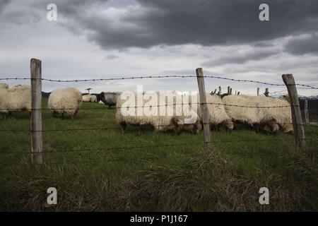 Espagne - PAYS BASQUE - Cantábrica (district) - ALAVA. Amurrio ; ganado de ovejas. pastando "latxa' Banque D'Images