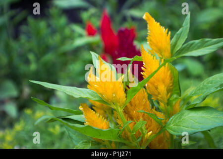 Se concentrer sur l'Amaranthus jaune au premier plan. Dans l'arrière-plan est l'Amaranthus rouges non approuvés. Banque D'Images