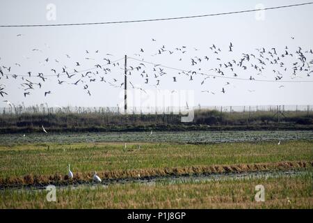 Espagne - Catalogne - Montsià (district) - Tarragone. Delta del Ebro (cerca de Sant Carles de la Rápita) ; arrozales y aves. Banque D'Images