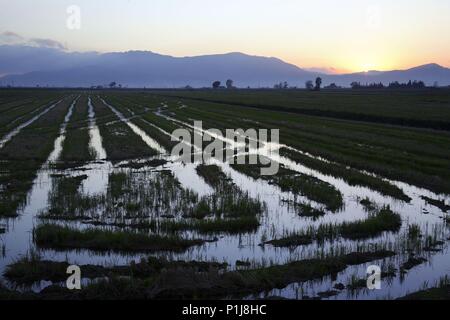 Espagne - Catalogne - Baix Ebre (district) - Tarragone. Delta del Ebro ; (cerca de Deltebre) ; campo de arroz al atardecer (al fondo la Serra del Montsià). Banque D'Images