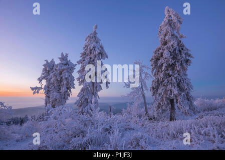 Les arbres avec disque rime en hiver sur la montagne de Taunus Großer Feldberg, Rhin-secteur, Hesse, Allemagne Banque D'Images