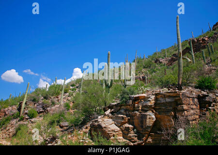 Cactus géant saguaro, Saguaro National Park, désert de Sonora, Tucson, Arizona 3 Banque D'Images