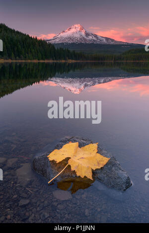 Réflexions avec feuilles d'automne sur le lac Trillium avec volcan Mount Hood, Clackamas County, Oregon, USA Banque D'Images