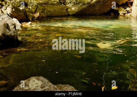 Jeune homme nager sous l'eau dans une montagne tropicale, piscine Plage Paluma National Park, Rollingstone France Banque D'Images