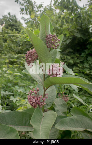 Fleurs pourpres de l'asclépiade commune / Asclepias syriaca Banque D'Images