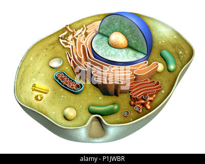 Structure interne d'une cellule animale. Illustration numérique. Chemin de détourage inclus. Banque D'Images