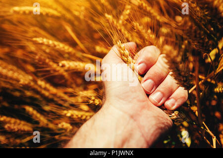 Sqeezing agriculteur du blé dans la main de l'oreille, agronome est l'examen de la qualité du grain Banque D'Images