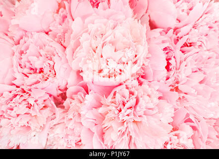 Mur de roses Banque D'Images