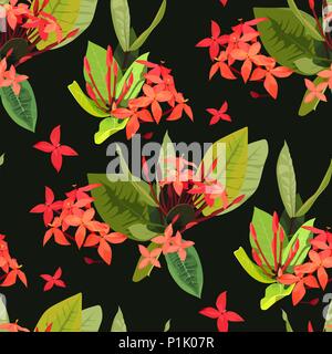Ixora fleurs tropicales flowersIxora tropical motif transparent background texture plantes botanique Illustration de Vecteur
