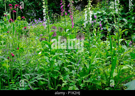 Fleurs mixtes en anglais country cottage garden, North Norfolk, Angleterre Banque D'Images