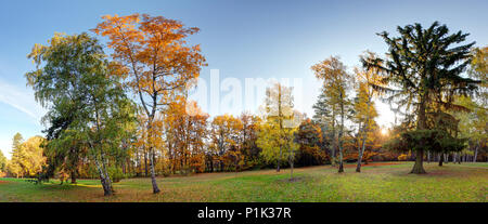 Panorama de l'été - arbre d'automne à Forest Park Banque D'Images