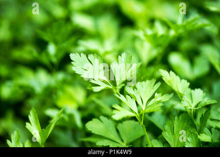 Vert frais, persil Petroselinum crispum, croissante à l'extérieur avec close up focus sélectif aux feuilles à l'avant-plan Banque D'Images