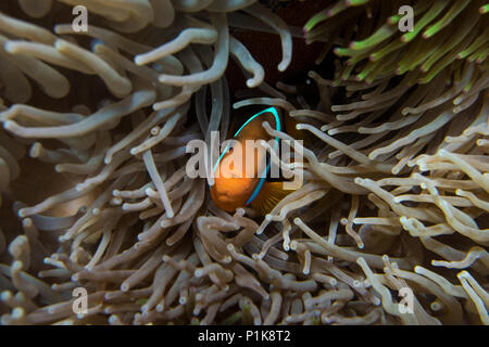 Poissons clowns se cachant dans les récifs coralliens, Lady Elliot Island, Grande Barrière de Corail, Australie Banque D'Images