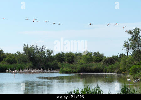 Volée de flamants roses en Camargue dans le sud de la France Banque D'Images