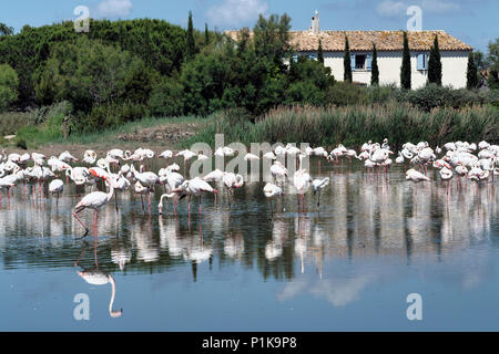 L'alimentation en Camargue Flamingos plus grande lagune côtière Banque D'Images