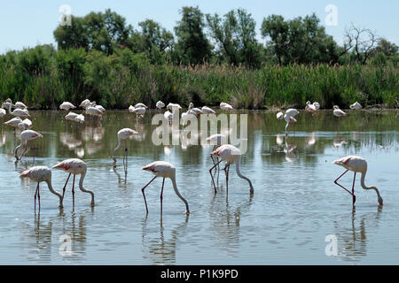 L'alimentation en Camargue Flamingos lagoon Banque D'Images