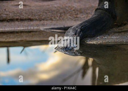 Racine d'arbre dans l'eau, Western Cape, Afrique du Sud Banque D'Images