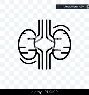 Deux Reins icône vecteur isolé sur fond transparent, deux reins concept logo Illustration de Vecteur