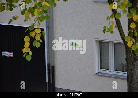 Dans Halsbandsittiche Ein Schwarm Köln Humboldt-Gremberg, 2013 Banque D'Images