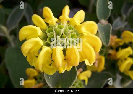 Phlomis fruticosa sauge arbustive (Jérusalem), est une espèce de plantes de la famille des Lamiaceae Banque D'Images