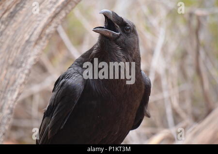 Un corbeau avec son bec ouvert dans le Canyonlands National Park, Utah, USA Banque D'Images