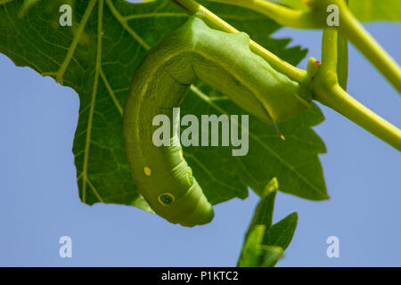 Hippotion celerio, Caterpillar larves de la vigne Hawk moth Banque D'Images