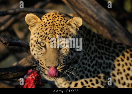 Leopard s'asseoir dans l'arbre avec de la viande, de la namibie, (Panthera pardus) Banque D'Images