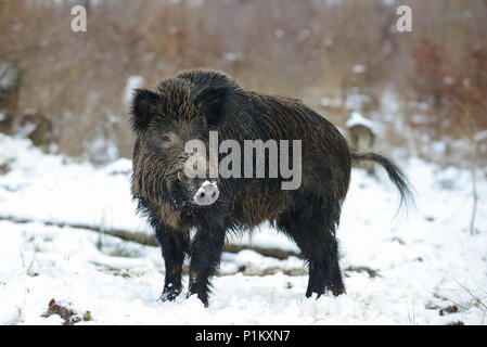 Le Sanglier mâle dans la forêt, l'hiver, (Sus scrofa) Banque D'Images